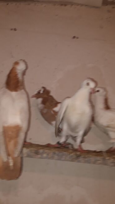 Göyərçinlər: Bawi kekili dizden cilpaq boynu qülü sari quyruqlar axi olanlarda var — 6