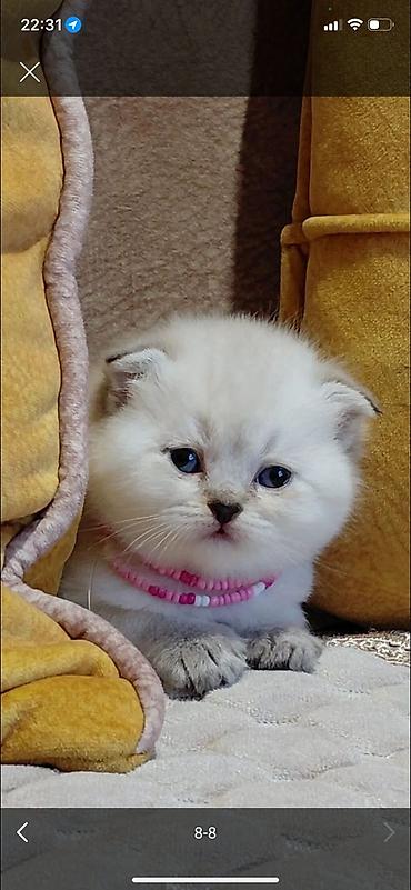 Pişiklər: Şotland — 22