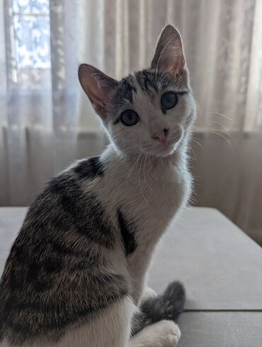 домик для птиц: Кошка даром: Беспородная, 4 месяца, Девочка, Приучена к лотку