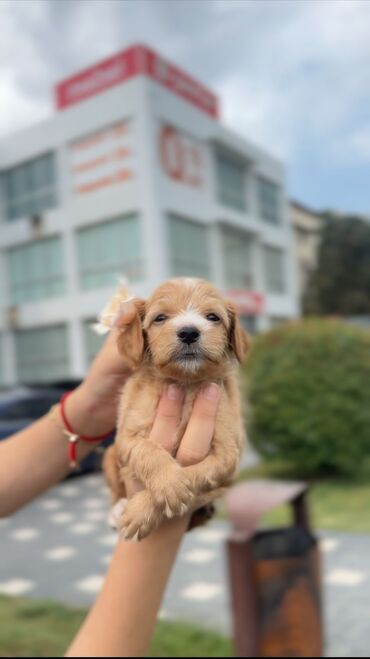 İtlər: Pudel, 1 ay, Erkek, Ödənişli çatdırılma