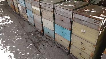 битал ечки: Срочно продам ульи 4 корпусные рамки рута. Вопросы по телефону — 2