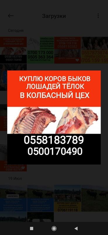 аренда авто с последующим выкупом бишкек: Куплю | Коровы, быки, Лошади, кони | Круглосуточно, Забитый