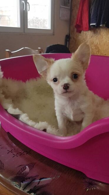 teacup pomeranian cena: Mini civave Mini civave.Kucici stari dva ipo meseca primili dve