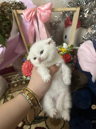 Кошки: Шотландская вислоухая, Самец, Самка, В добрые руки, Платная доставка, Самовывоз, Доставка в районы — 3