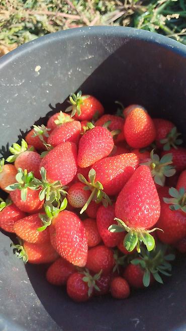 Помидоры: Помидоры Сливки — 12