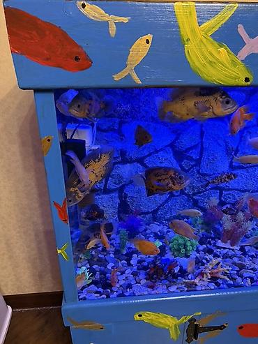 Akvariumlar: Аквариум - 2 м ( 7,000 Манат Цена -da lalafo.az — 13 Akvariumlar: Аквариум - 2 м ( 7,000 Манат Цена — 13