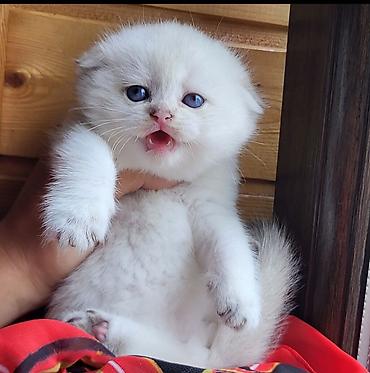 Pişiklər: Şinşilla — 9