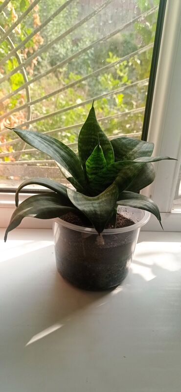 Драцены и Сансевиерии: Сансевиерия (Sansevieria, «щучий хвост») в декоративном горшке. - — 9