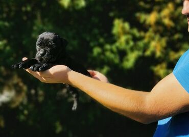 Psi: Ako tražite vernog člana porodice, obratite se nama i postanite — 3