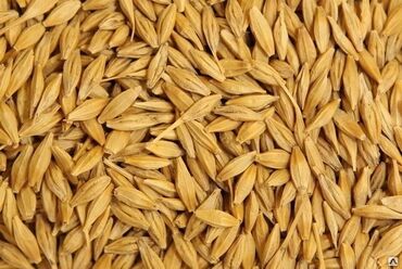 зерновой канбайн: Семена и саженцы Ячменя, Самовывоз