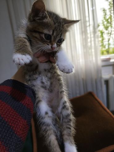 Отдам даром кошку: Кошка даром: Беспородная, Девочка — 2