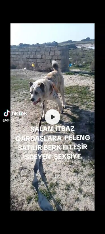 alabay itlerin satisi: Alabay, 2 il, Erkek, Cütləşmə üçün, Ödənişli çatdırılma, Ünvandan götürmə