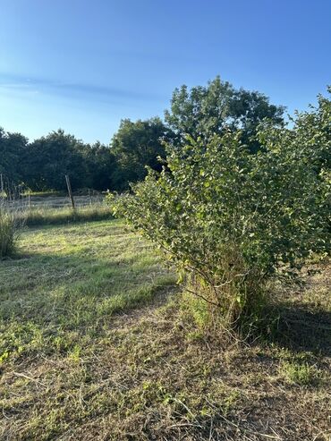 Kirayə torpaq sahələri: Kənd təsərrüfatı -da lalafo.az — 23 Kirayə torpaq sahələri: Kənd təsərrüfatı — 23