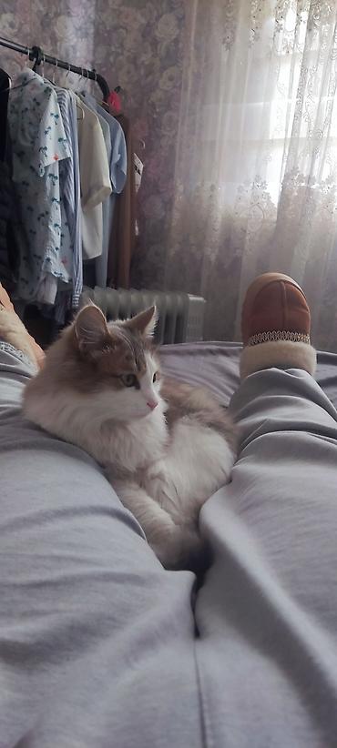 Отдам даром кошку: Кошка даром: Сибирская, 1 год, Девочка — 3