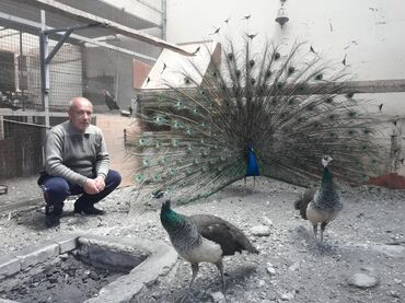 Gəmiricilər: SATILIR‼️ Gəncə ş. Göy rəngli tovuz quşları mövcuddur. Bu quşlar öz