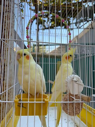 meymun satişi: 2 eded korella salilardan qesesi ile birlikde satilir rcnoydu 1 ayliq — 2
