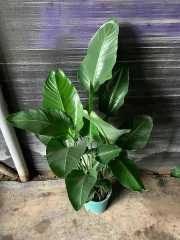 Пальмы: Пальмы Дипсис Монстеры, Бадьян Аннисовый,Корица, Стрелиция at lalafo.kg — 7 Пальмы: Пальмы Дипсис Монстеры, Бадьян Аннисовый,Корица, Стрелиция — 7