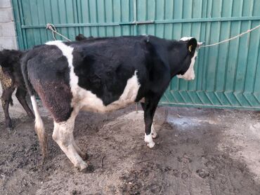 Коровы, быки: Продаю | Бык (самец) | Полукровка | На откорм | Привязанные — 7