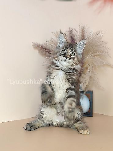 Продажа кошек: Мейн-кун, 2 месяца, Девочка, Черепаховый, Приучена к лотку, Проглистована, С документами at lalafo.kg — 3 Продажа кошек: Мейн-кун, 2 месяца, Девочка, Черепаховый, Приучена к лотку, Проглистована, С документами — 3