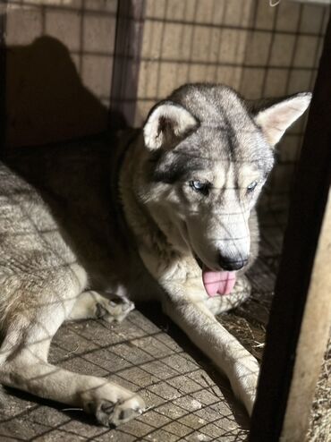 İtlər: Xaski, 1 ay, Erkek, Peyvəndli, Ödənişli çatdırılma — 3