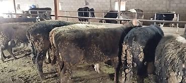 Коровы, быки: Продаю | Бык (самец) | На откорм | Искусственник — 1