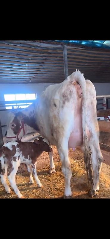 Inəklər, öküzlər: Südlük inək və buzov - Cins: alaca (şəkillərdə qırmızı-alaca rəngli) — 2