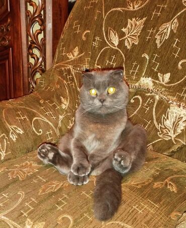 Pişiklər: Şotland yastı qulaq — 9