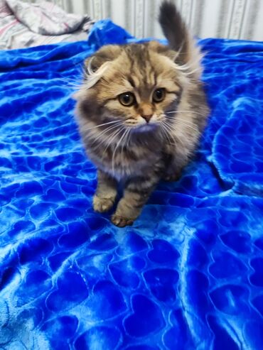 кастрация кота бишкек цена: Шотландские вислоухие котята (Scottish Fold) - Порода: шотландская
