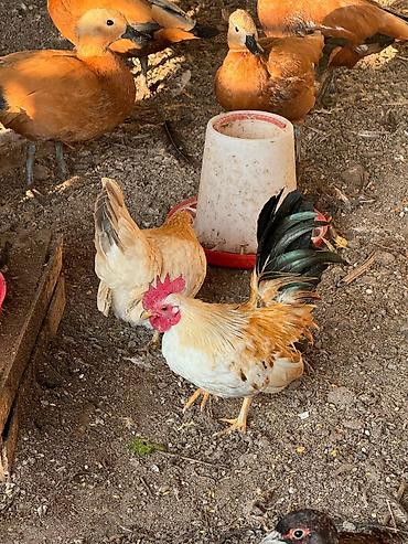 Куры, петухи: Продаю | Петух, Куры at lalafo.kg — 8 Куры, петухи: Продаю | Петух, Куры — 8