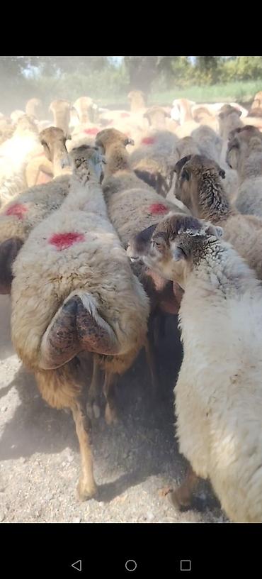 tap az goyercin satisi: Qoyun sürüsü – quyruqlu (sort qoyunlar satilir damazlıq birinci ikinci — 4