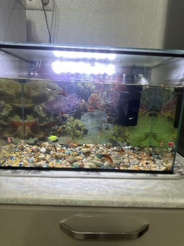 животные в добрые руки: Аквариумный комплект для домашних рыб - Стеклянный прямоугольный