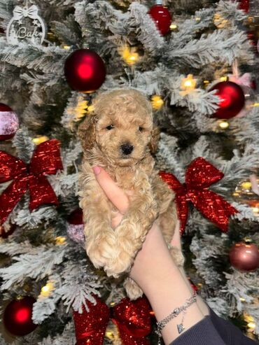 Psi: Pudla, rasa poznata po svojoj visokoj inteligenciji, eleganciji i na lalafo.rs — 10 Psi: Pudla, rasa poznata po svojoj visokoj inteligenciji, eleganciji i — 10