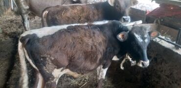 Коровы, быки: Продаю | Бык (самец) | На откорм, На забой, Для разведения | Привязанные