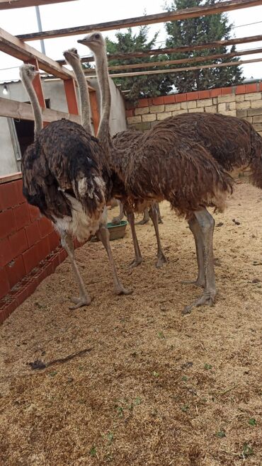 той пудель цена: Təsərrüfat üçün dəvəquşuları - Növ: Afrika dəvəquşusu (Struthio