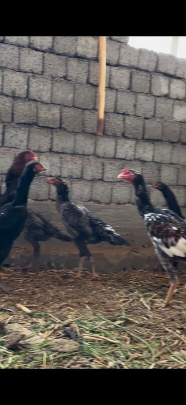 Cücələr: Toyuq cücələri, Damazlıq — 7