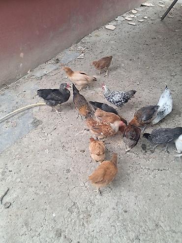 Kənd təsərrüfatı quşları: Təmiz kənd cücələri satlır 4 ayların keçiblər — 3