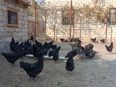 Toyuqlar: Toyuq, Australorp, Yumurtalıq — 14