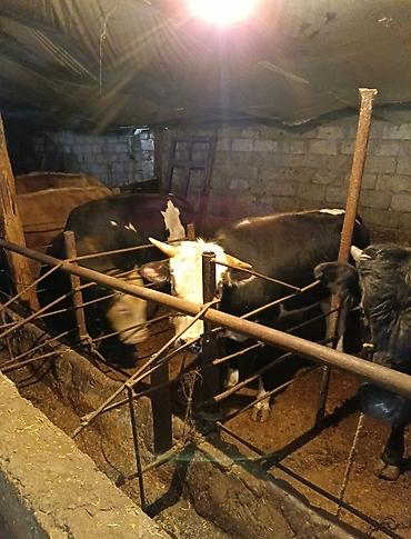 Inəklər, öküzlər: Inəklər, öküzlər — 6