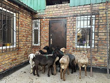 баран самка: Продаю | Овца (самка) | Для разведения — 5