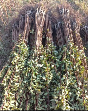 Ağaclar: Yalnız bizim təsərfatimizda bölgələrə uyğun olaraq ağacların kok — 10