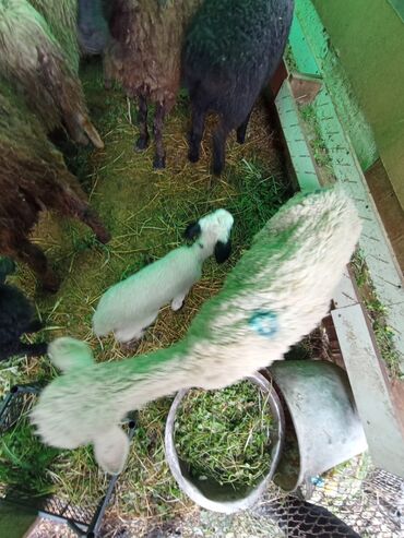 купить овец романовской породы: Продаю | Баран (самец)