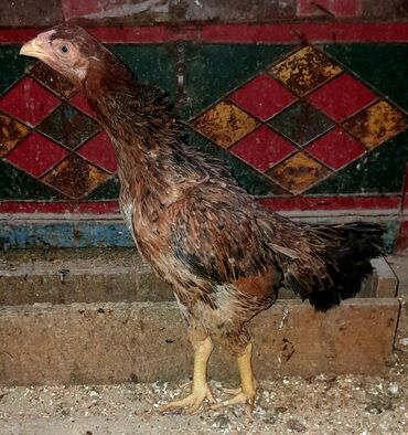 ağdam xoruzu: Heyratı fərə satılır. Cinsi türkdür, 9 aylıqdır. Yer darlığından