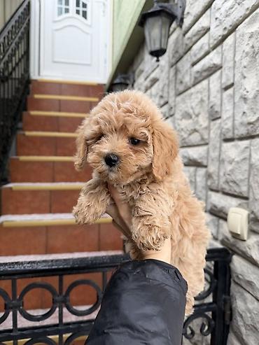toy pudle srbija: Maltipoo vrhunske genetike u registrovanoj odgaivacnici Bahu Djokovic — 1
