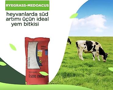 pul gülü: Reqlas-Ryeglass toxumu yeni gəlib qış boyu uzanmağa davam edie — 1