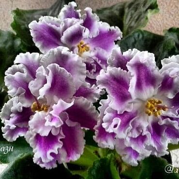 Otaq bitkiləri: 5,6 m starter — 14