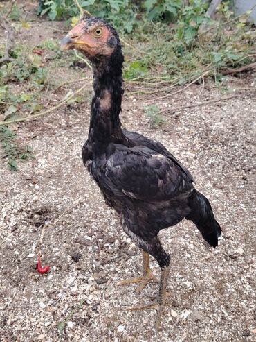 Digər quşlar: Sona qədər oxuyub sonra əlaqə saxlayın. 2 beçədi 2 fərə hərəsinin — 7