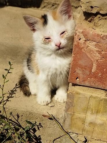 Үй жаныбарлары: Кошка одам в хорошие руки — 1