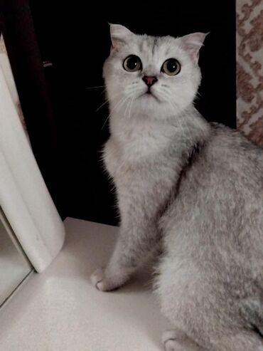 balaca pisik: Pisiy Silver Şinşıla Dişi. 1 yaş Tam Sağlam Peyvend olub Qurd Dərmanı