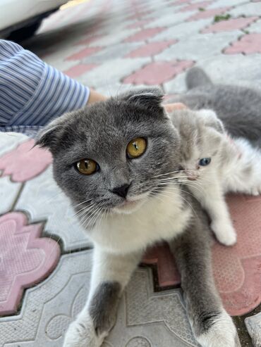 сиамские кот: Ищем хозяина для котенка