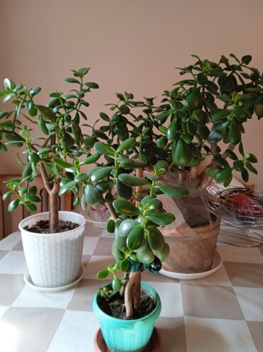 дерево бансай: Денежное дерево, подарок на 8 Марта, чтобы в доме царило,красота и